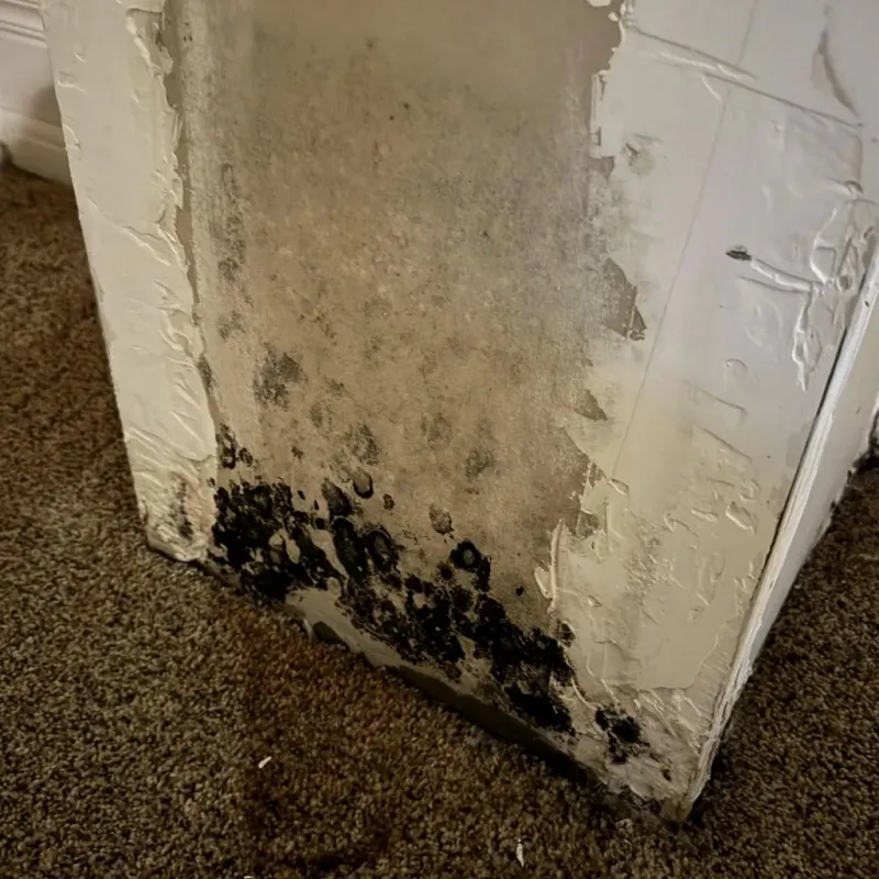 Professional Mold Removal in Ohio County, IN